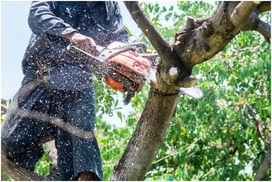 tree services Billings